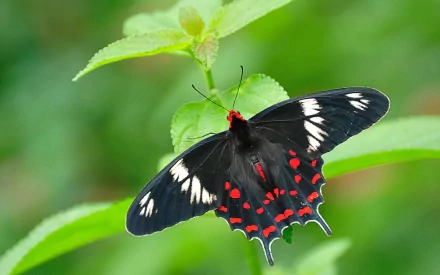 A high-definition desktop wallpaper features a striking butterfly with black wings adorned with white and red markings, perched on a vibrant green leaf.