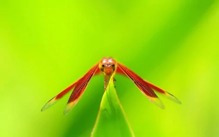 HD PC desktop wallpaper featuring a close-up of a red dragonfly perched on a green leaf with a vibrant, blurred green background.