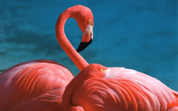 HD PC desktop wallpaper featuring a close-up of two vibrant pink flamingos against a deep blue background.