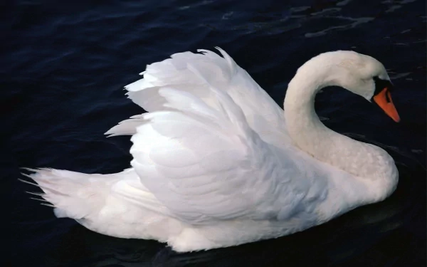 HD desktop wallpaper featuring a graceful mute swan gliding on dark, calm water, highlighting its elegant white feathers and vibrant orange beak.