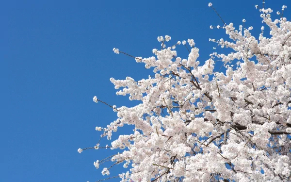 White cherry blossoms filling the upper-right frame against a vivid blue sky — 4K Ultra HD PC desktop wallpaper and background, nature blossom.