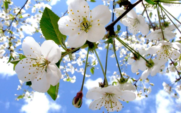 HD PC desktop wallpaper showcasing white blossoms on tree branches against a bright blue sky, capturing the beauty of nature in full bloom.