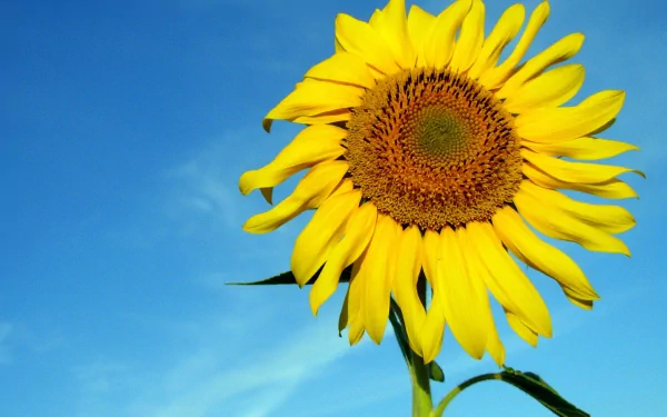 Vibrant sunflower head against a clear blue sky — nature scene rendered as a 2K Quad HD PC desktop wallpaper/background.