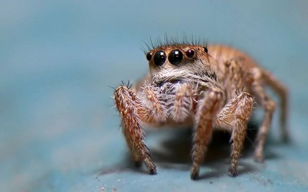 Close-up HD desktop wallpaper of a jumping spider with detailed features and sharp focus against a soft blue background.