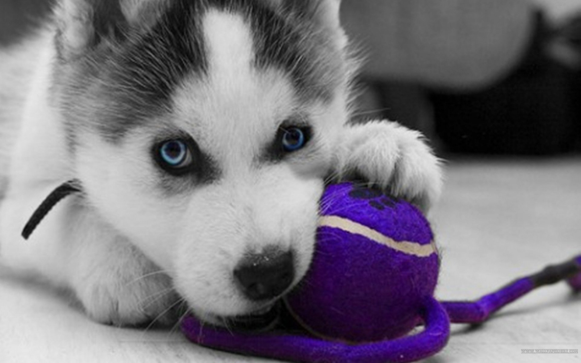 2K Quad HD PC desktop wallpaper: close-up of a husky puppy with striking blue eyes chewing a purple tennis ball on a monochrome background.