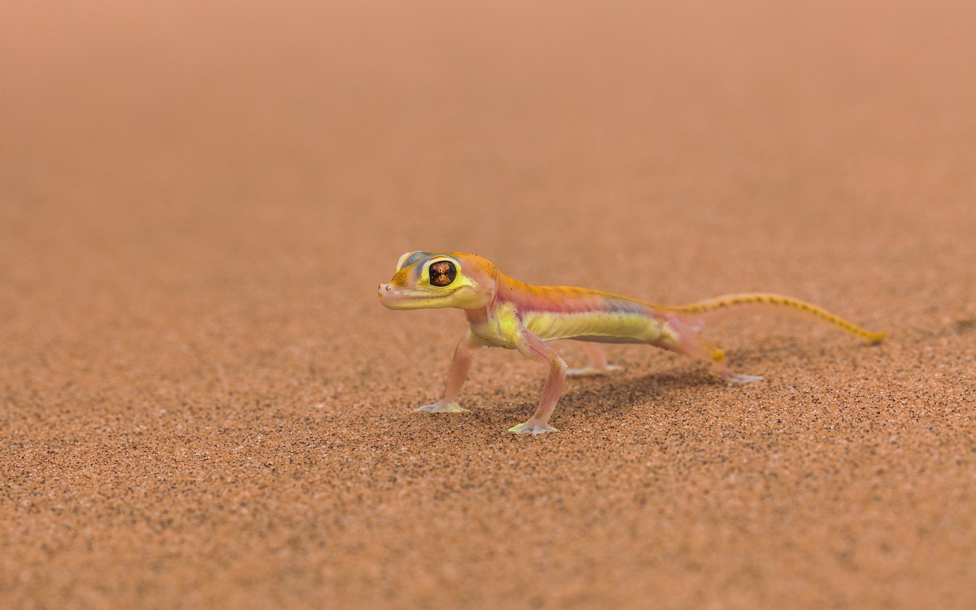 Gecko HD Wallpaper