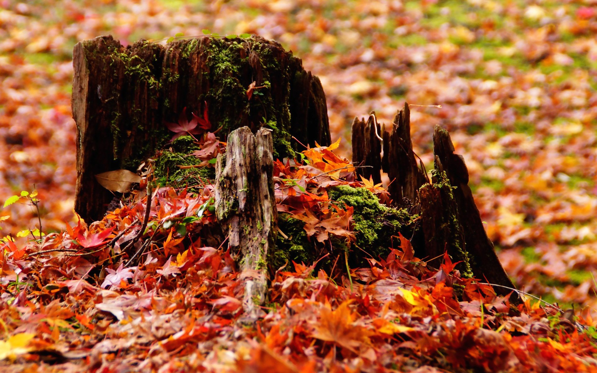 HD PC desktop wallpaper showcasing a moss-covered tree stump surrounded by vibrant fallen fall leaves in a natural setting.