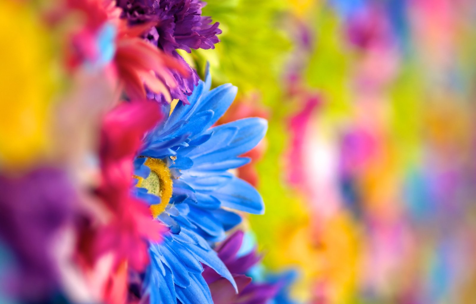 HD PC desktop wallpaper background showing vibrant nature close-up: blue daisy among multicolored blurred flowers with vivid rainbow hues and soft bokeh.