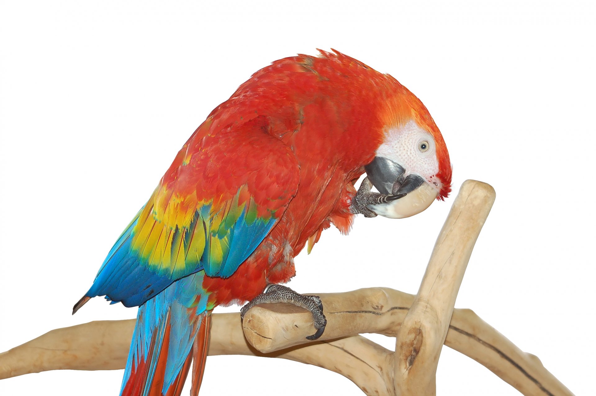 Vibrant scarlet macaw perched on a driftwood branch, red, blue and yellow plumage against a clean white backdrop — 2K Quad HD PC desktop wallpaper/background.