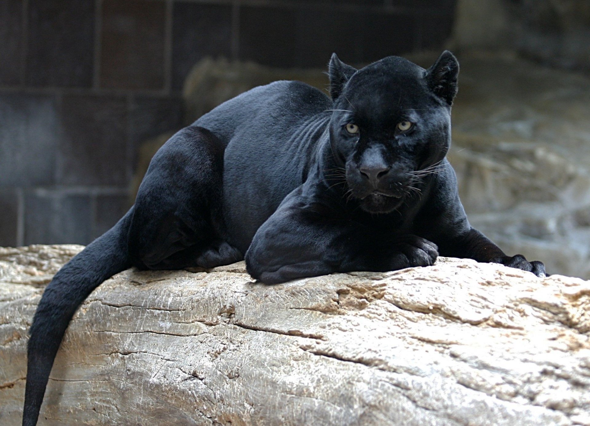 A striking black panther lounges on a log, showcasing its sleek fur and intense gaze, set against a nature-inspired backdrop, making for an impactful HD desktop wallpaper.