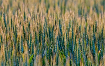 HD desktop wallpaper featuring a close-up view of lush green wheat stalks under natural light, capturing the serene beauty of nature's grain fields.