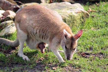 HD desktop wallpaper featuring a close-up of a kangaroo grazing on grass beside rocks in natural sunlight.