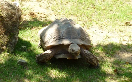 HD desktop wallpaper featuring a tortoise slowly moving on sunlit grassy ground with natural shadows and a rock nearby.