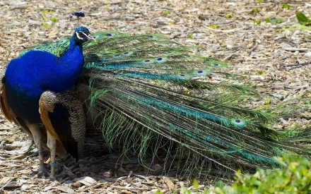 HD PC desktop wallpaper featuring a vibrant peacock with its iridescent blue and green feathers displayed against a natural ground background.