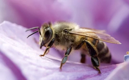 HD PC desktop wallpaper and background: macro of a bee (animal) perched on soft purple flower petals, vivid close-up detail.