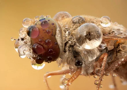 Animal insect HD Desktop Wallpaper | Background Image