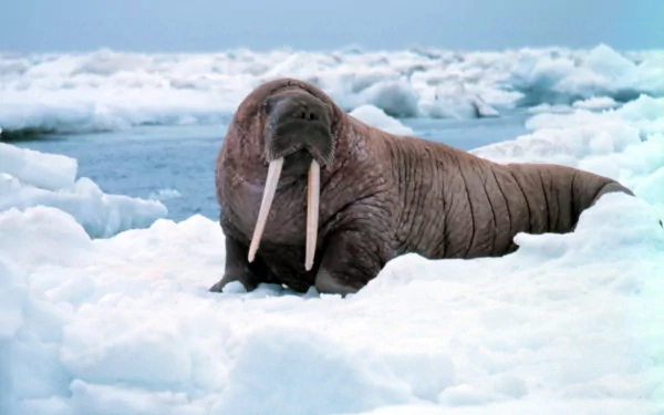HD desktop wallpaper featuring a walrus resting on ice floes in an Arctic environment.