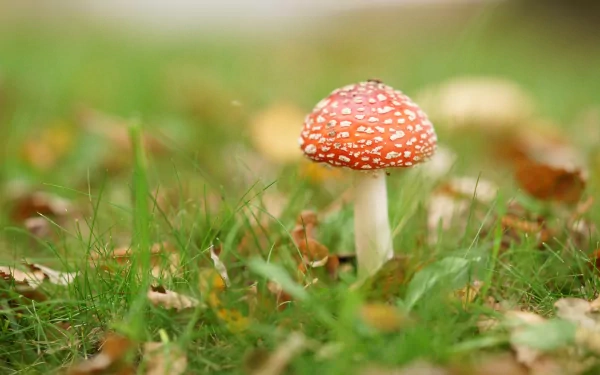 nature mushroom HD Desktop Wallpaper | Background Image