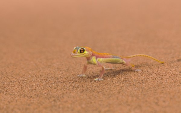 Animal Gecko Reptiles Lizards Lizard HD Wallpaper | Background Image