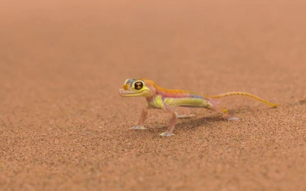 A vibrant gecko stands on a sandy surface, showcasing its colorful skin, making for an engaging HD desktop wallpaper and background featuring this lively lizard.