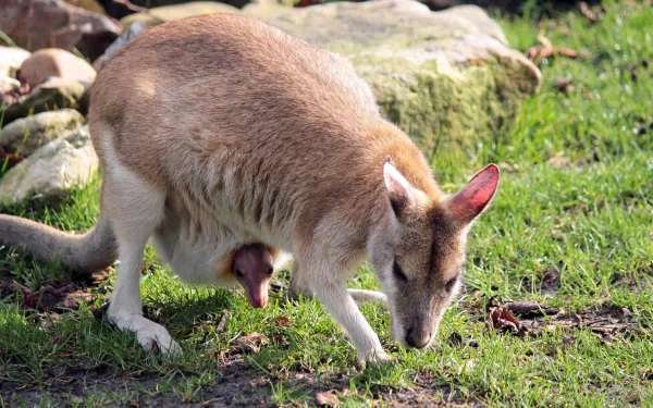 HD desktop wallpaper featuring a close-up of a kangaroo grazing on grass beside rocks in natural sunlight.
