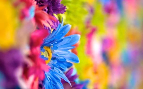 HD PC desktop wallpaper background showing vibrant nature close-up: blue daisy among multicolored blurred flowers with vivid rainbow hues and soft bokeh.