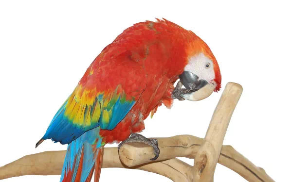 Vibrant scarlet macaw perched on a driftwood branch, red, blue and yellow plumage against a clean white backdrop — 2K Quad HD PC desktop wallpaper/background.