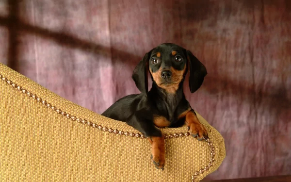 HD desktop wallpaper of a baby dachshund puppy resting on the edge of a textured beige chair against a soft brown background.