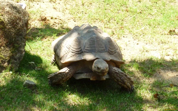 HD desktop wallpaper featuring a tortoise slowly moving on sunlit grassy ground with natural shadows and a rock nearby.
