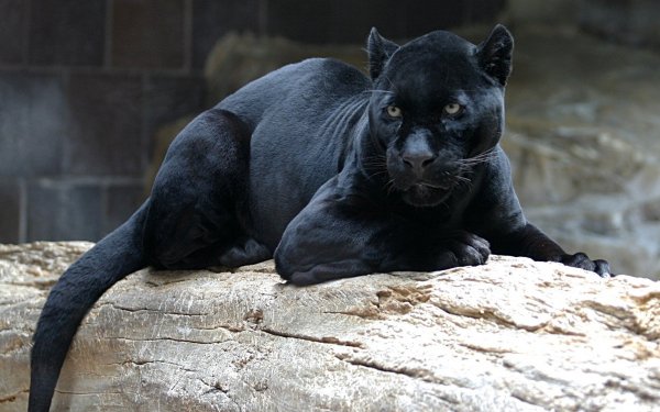 Animal Black Panther Cats HD Wallpaper | Background Image