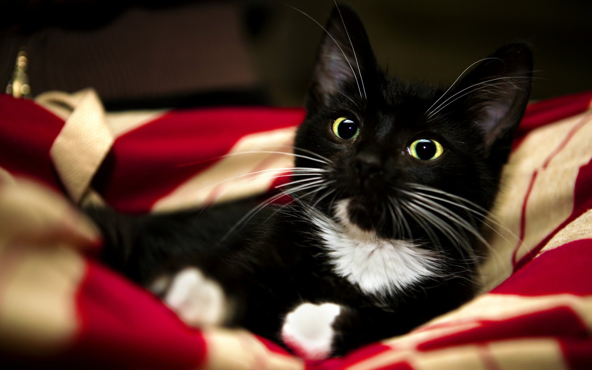 HD desktop wallpaper featuring a black and white cat with large green eyes lying on a red and beige fabric background.