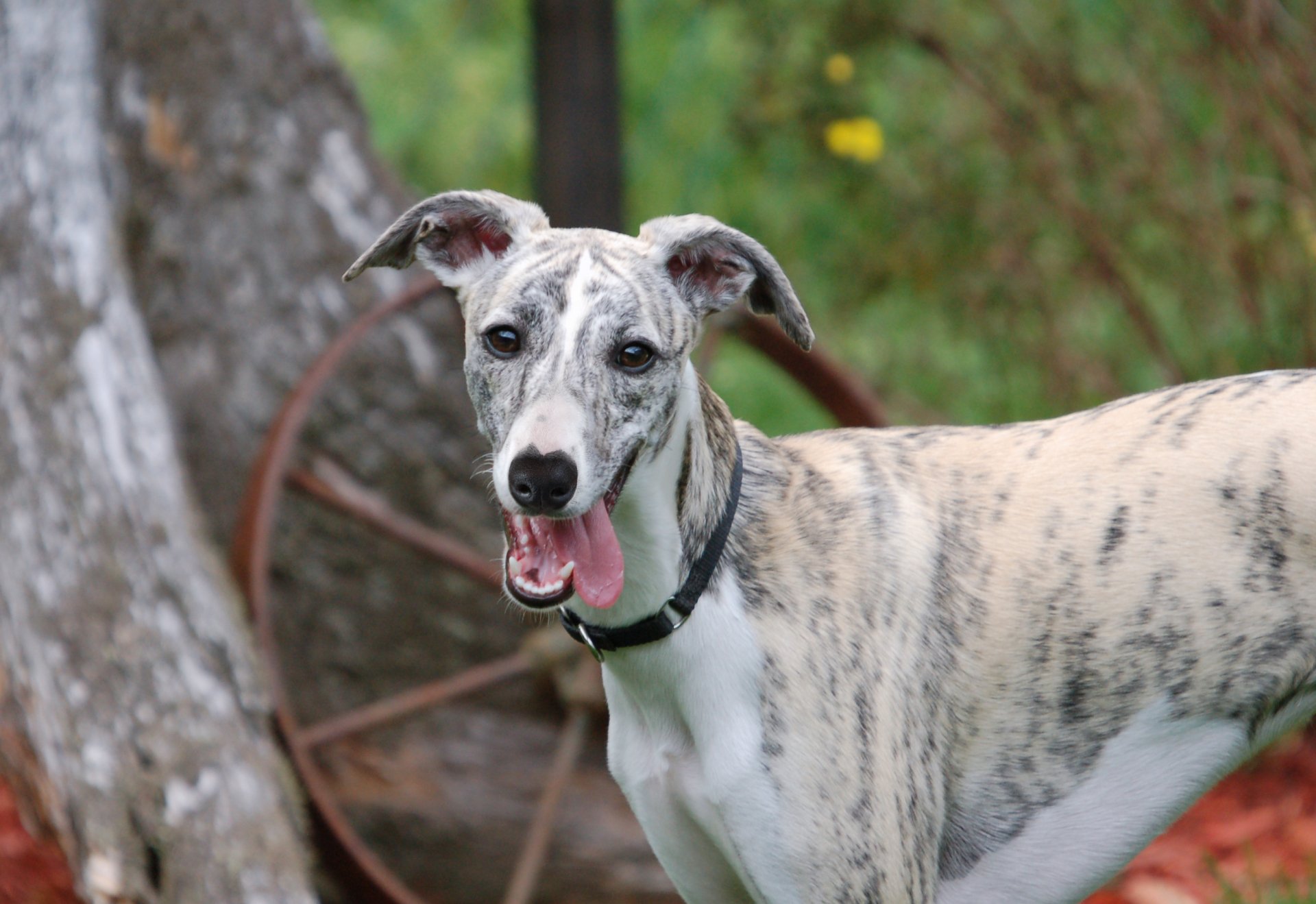Animal: brindle whippet with tongue out by a rustic wheel and trees — 2K Quad HD PC desktop wallpaper/background.