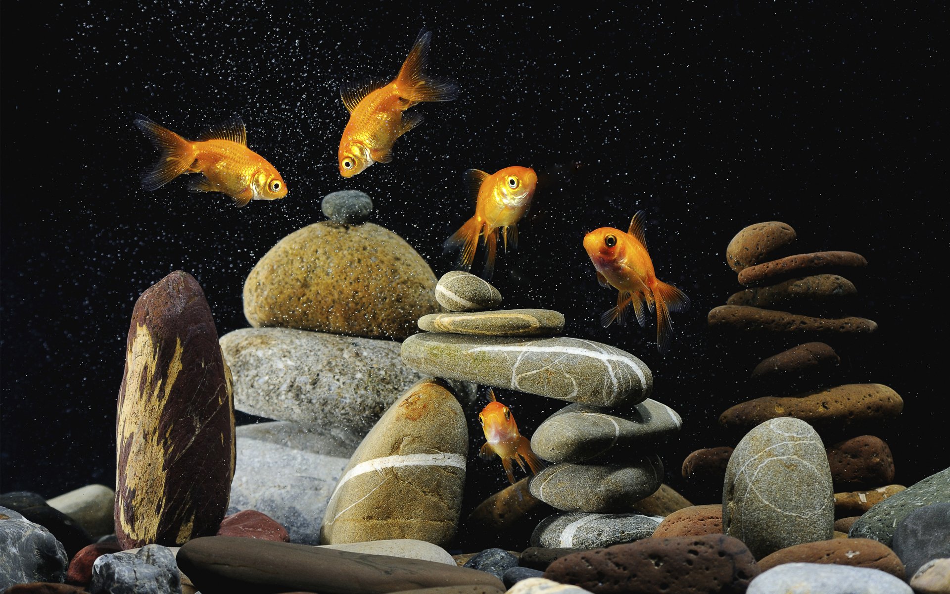 download-fish-animal-goldfish-hd-wallpaper