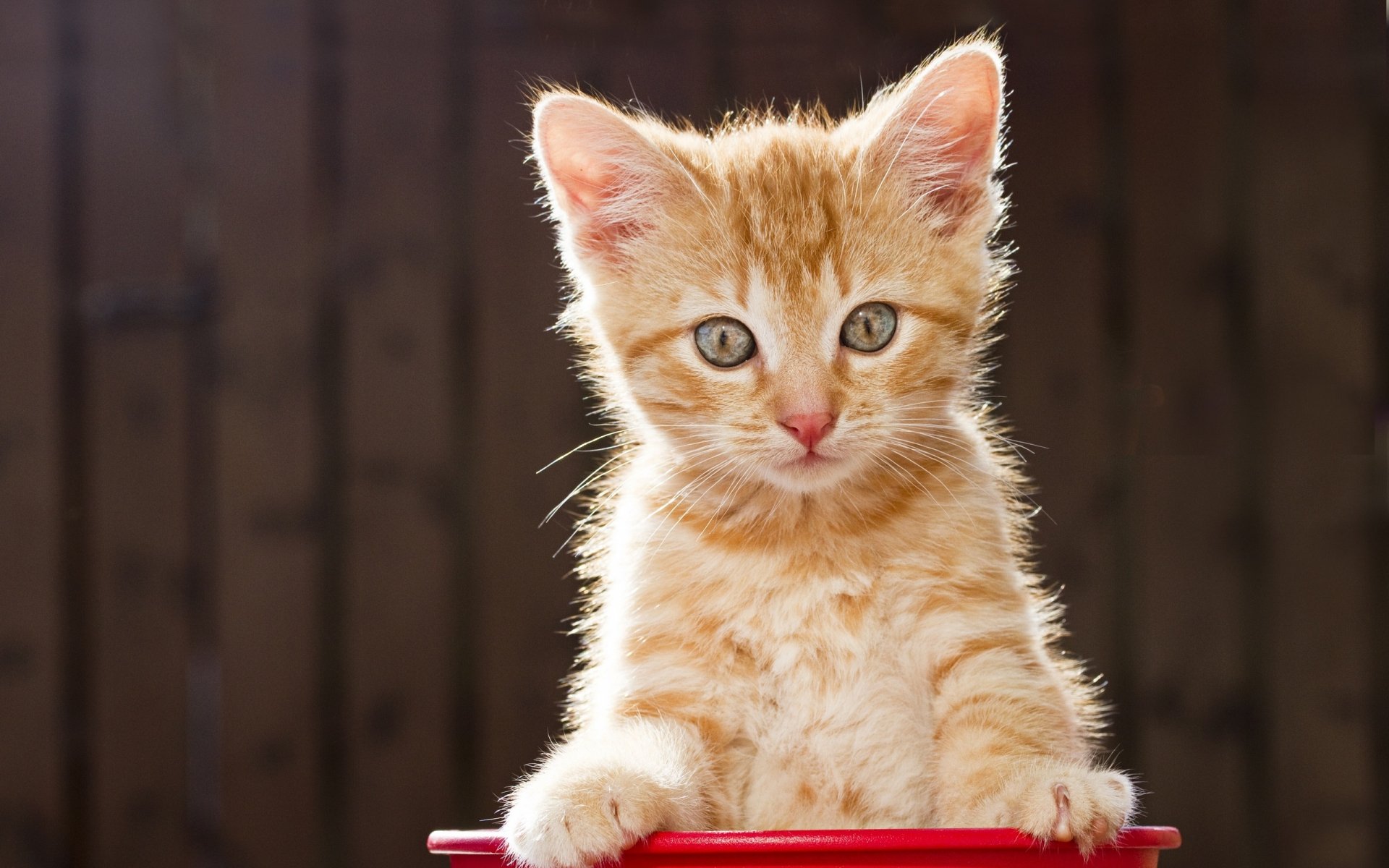 Download Kitten Animal Cat HD Wallpaper