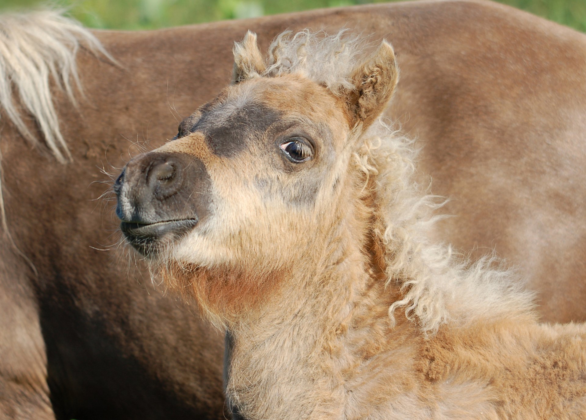 Colt Horse Definition : What Is A Colt In Horse Terms – GWFN