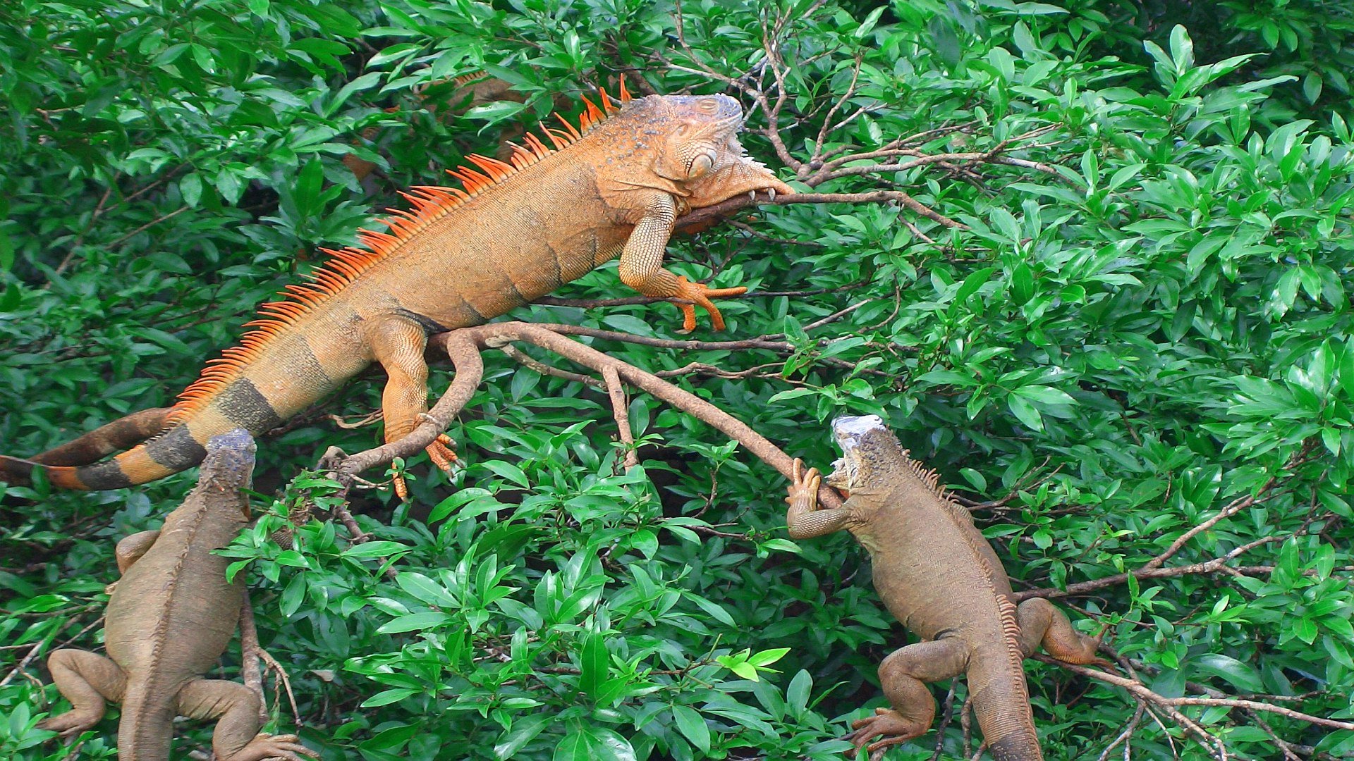  Iguana  HD Wallpaper  Background Image 1920x1080 ID 