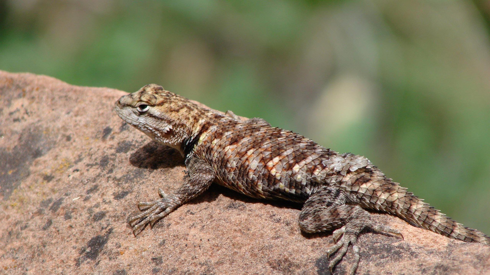 Camouflaged Rock Lizard — HD Wildlife Wallpaper | 1920x1080 | Wallpaper ...