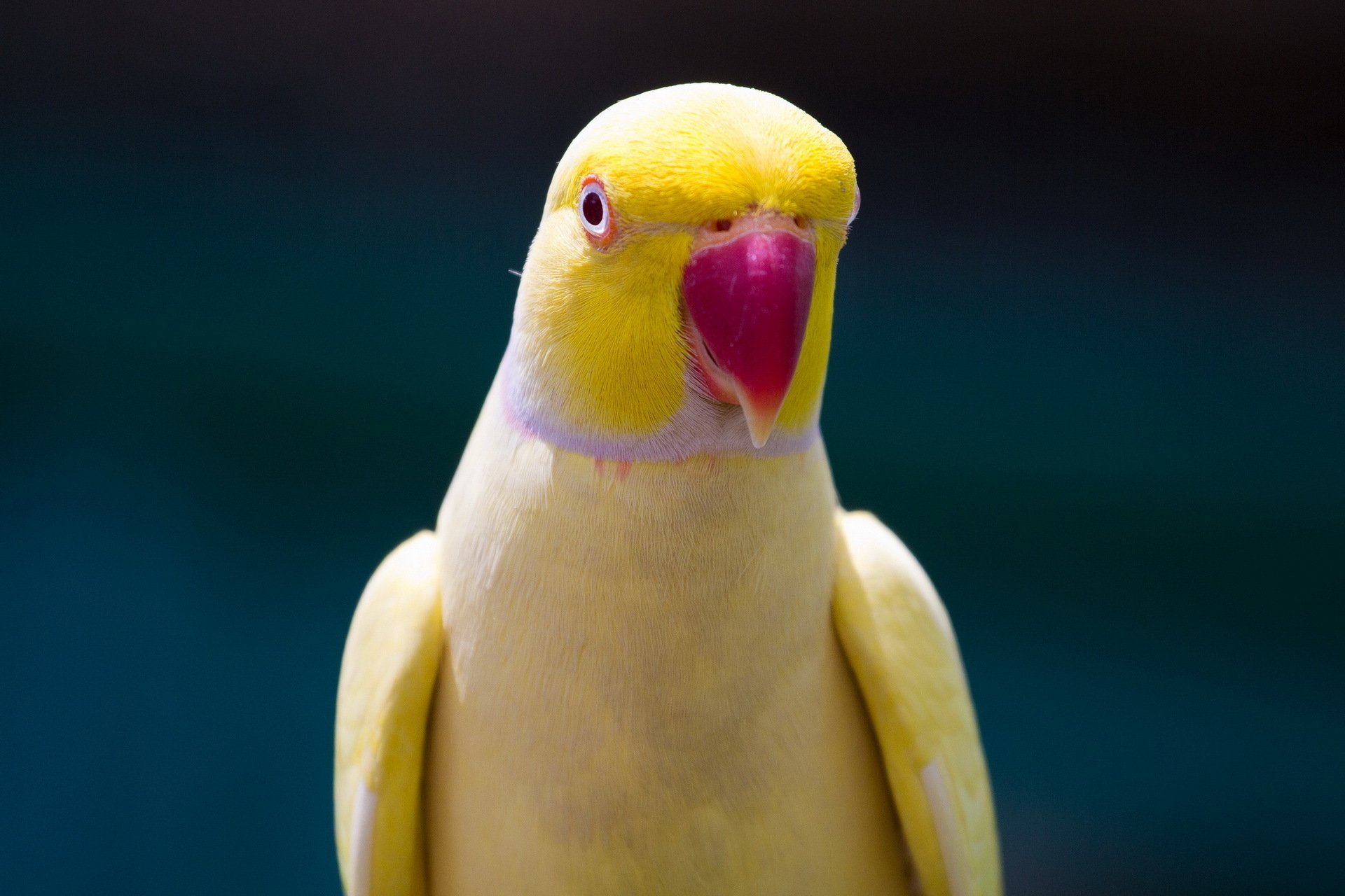 A vibrant rose-ringed parakeet with a bright yellow body and striking red beak, featured as an HD desktop wallpaper and background.