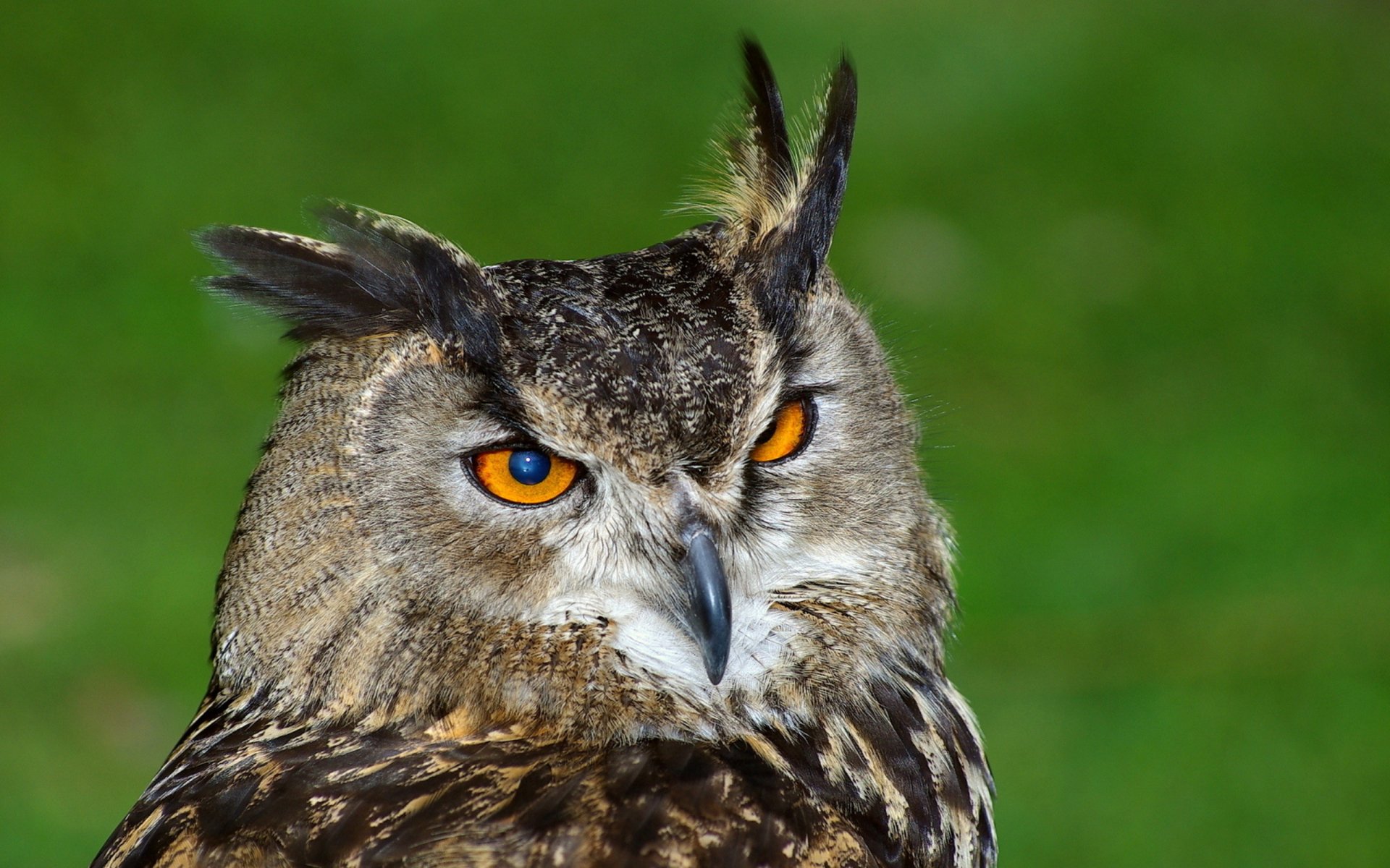 Close-up of a great horned owl with bright orange eyes against a soft green backdrop — 2K Quad HD PC desktop wallpaper and background.