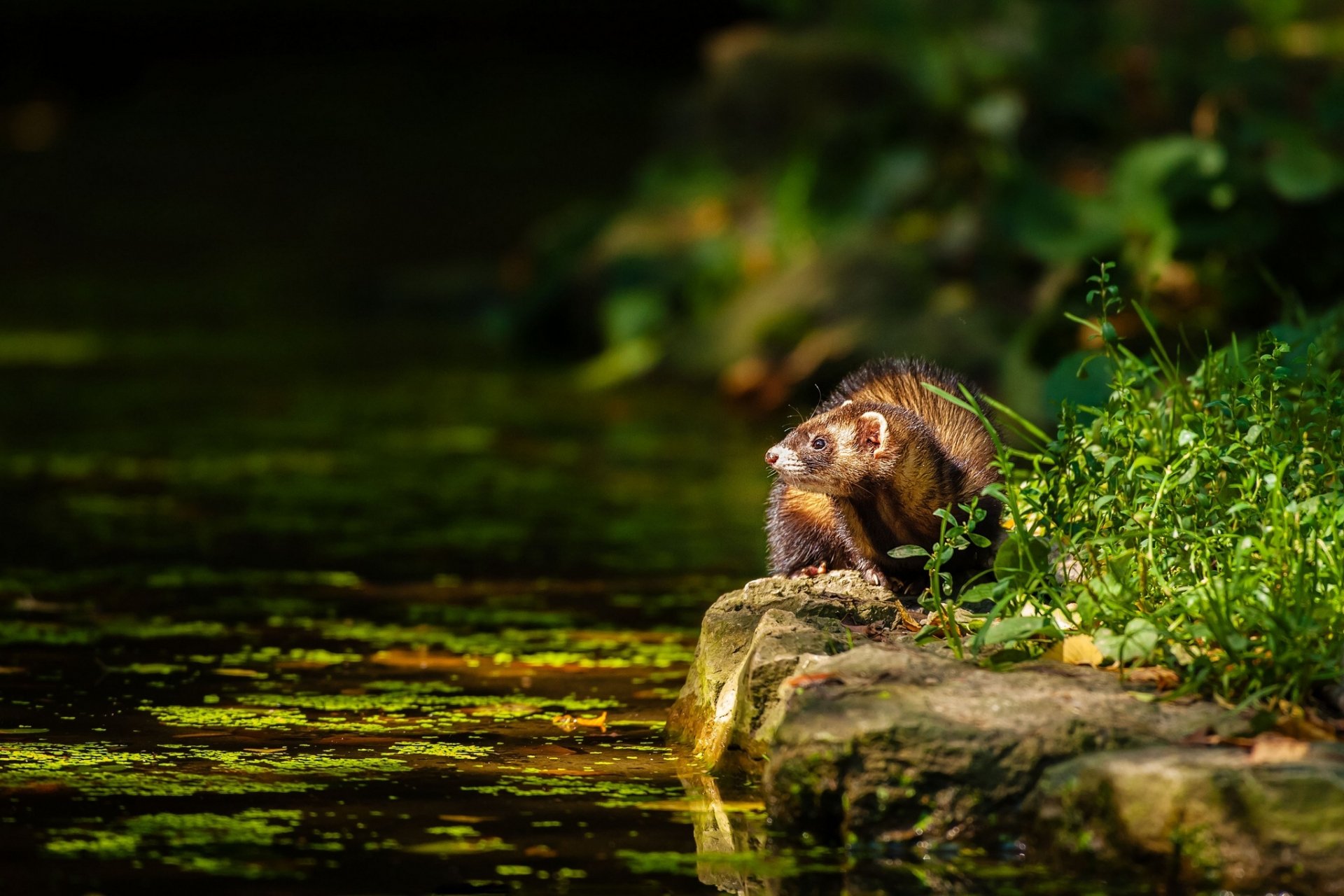 HD PC desktop wallpaper background — ferret (animal) on a mossy stone at the sunlit edge of a pond, surrounded by lush green foliage.