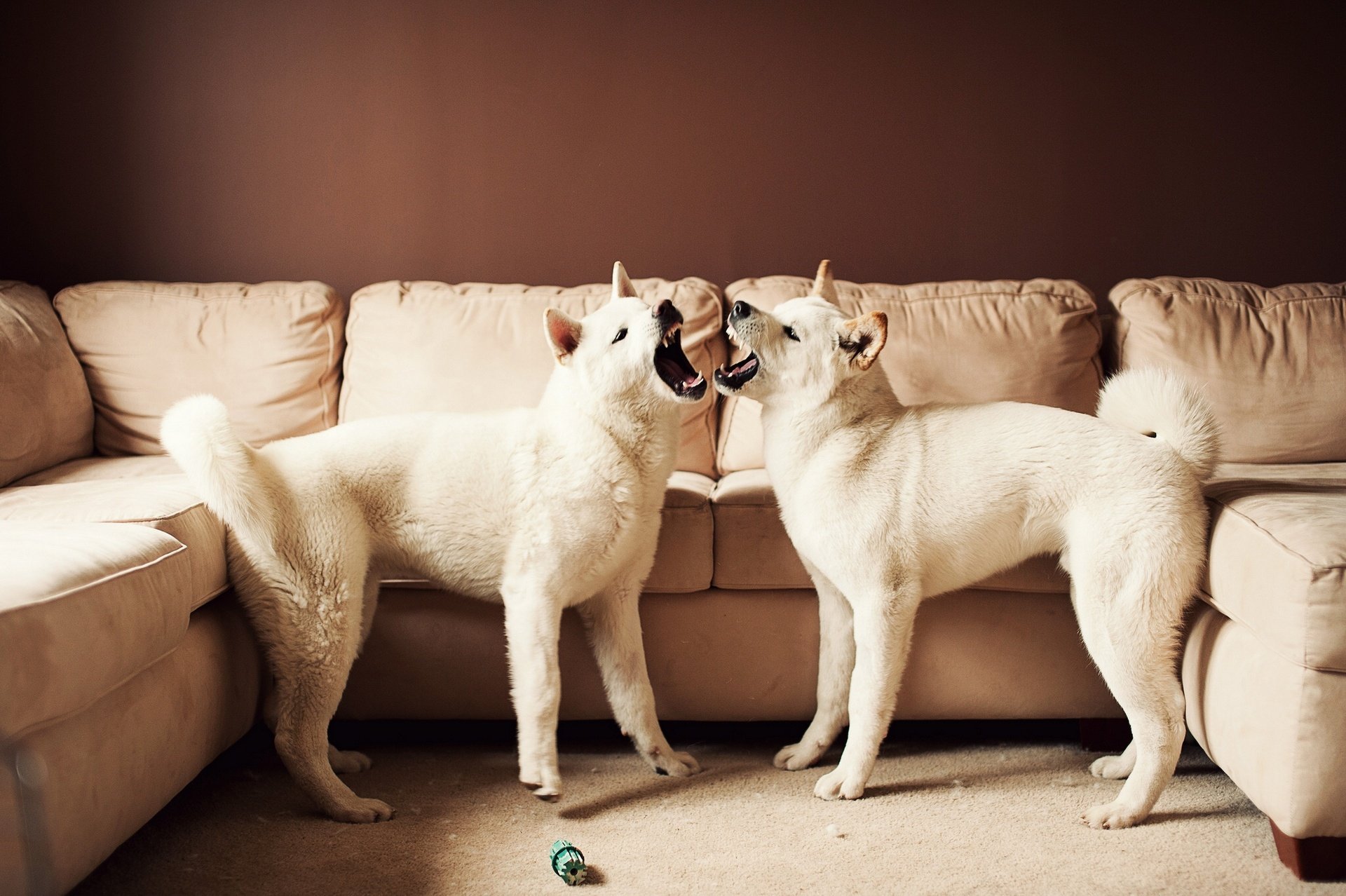 Two white Akita dogs playfully tug a toy in front of a beige sofa, captured in a high-definition PC desktop wallpaper.