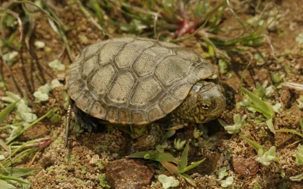 Animal tortoise HD Desktop Wallpaper | Background Image
