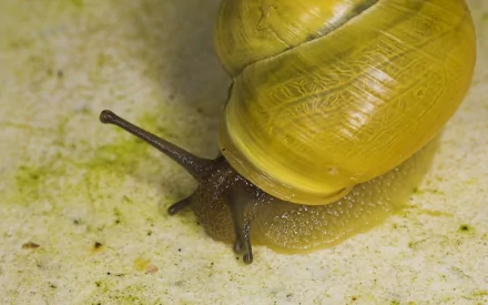 HD PC desktop wallpaper/background showing an animal — a yellow snail — in close-up crawling across a pale, textured surface.