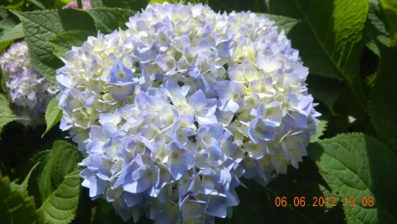 flower nature hydrangea HD Desktop Wallpaper | Background Image