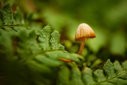 HD desktop wallpaper featuring a close-up of a small mushroom growing among vibrant green ferns in a natural forest setting.