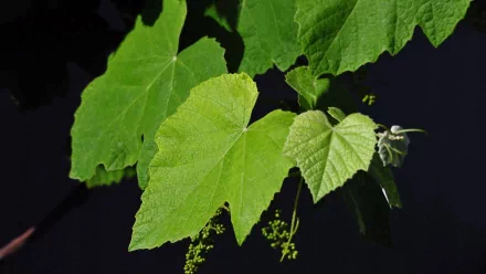 nature vine green leaf HD Desktop Wallpaper | Background Image