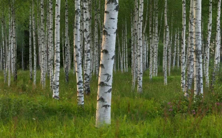 HD desktop wallpaper showcasing a serene birch forest in Sweden, with tall white-barked trees standing amid lush green grass and natural woodland undergrowth.