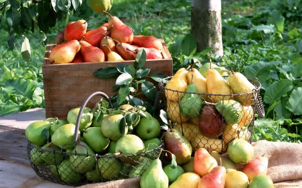HD desktop wallpaper featuring baskets and crates filled with vibrant green and yellow pears arranged outdoors in a garden setting, highlighting fresh food.