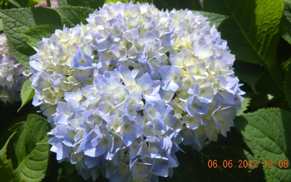 flower nature hydrangea HD Desktop Wallpaper | Background Image