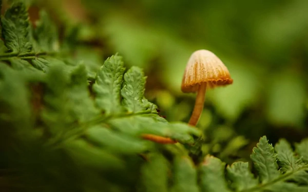 nature mushroom HD Desktop Wallpaper | Background Image